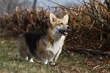 CORGI PEMBROKE 849
